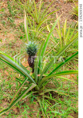 Pineapple plant with unripe fruit growing in the garden Pineapple plant with unripe fruit growing in the garden 139269348
