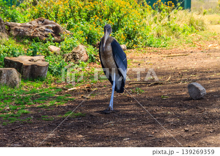 Marabou stork (Leptoptilos crumenifer) walking on a lawn 139269359