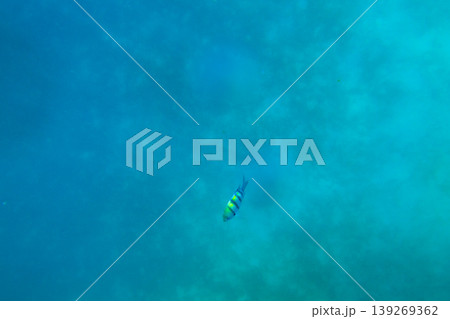 Indo-Pacific sergeant (Abudefduf vaigiensis), also known as the Sergeant major swimming in the Indian ocean. Fish undersea Indo-Pacific sergeant (Abudefduf vaigiensis), also known as the Sergeant major swimming in the Indian ocean. Fish undersea 139269362
