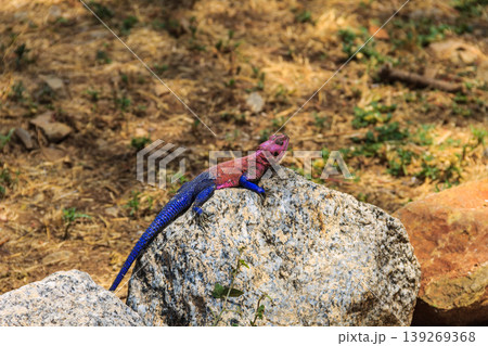 Male mwanza flat-headed rock agama (Agama mwanzae) or the Spider-Man agama on a stone in Serengeti National Park, Tanzania Male mwanza flat-headed rock agama (Agama mwanzae) or the Spider-Man agama on a stone in Serengeti National Park, Tanzania 139269368