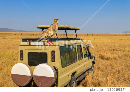 Cheetah (Acinonyx jubatus) on a top of SUV car in savanna in Serengeti National park in Tanzania. Safari in Africa Cheetah (Acinonyx jubatus) on a top of SUV car in savanna in Serengeti National park in Tanzania. Safari in Africa 139269374
