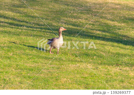 Greylag goose (Anser anser) on the green grass Greylag goose (Anser anser) on the green grass 139269377