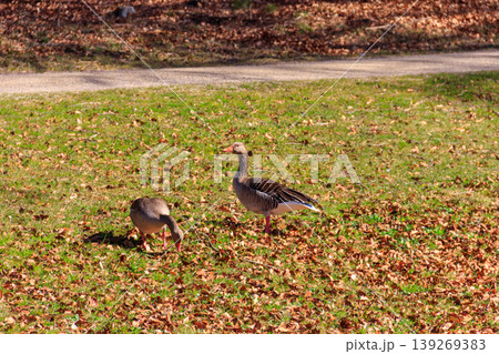 Greylag geese (Anser anser) on the green grass 139269383