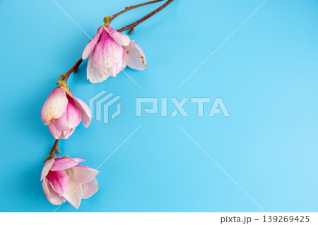 pink magnolia flowers on blue background with soft spring light pink magnolia flowers on blue background with soft spring light 139269425