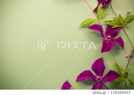 Decorative clematis branch on background for advertising Decorative clematis branch on background for advertising 139269455