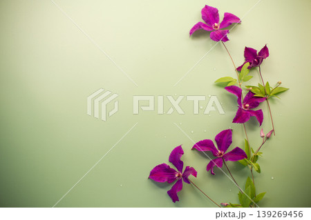 Floral element of clematis on minimalistic background Floral element of clematis on minimalistic background 139269456