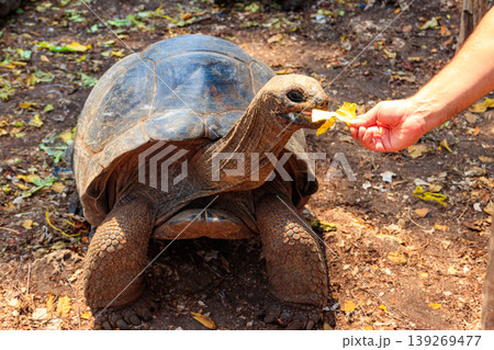 Person hand feeding aldabra giant tortoise on Prison island, Zanzibar in Tanzania Person hand feeding aldabra giant tortoise on Prison island, Zanzibar in Tanzania 139269477
