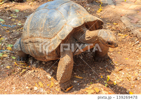 Aldabra giant tortoise on Prison island, Zanzibar in Tanzania Aldabra giant tortoise on Prison island, Zanzibar in Tanzania 139269478