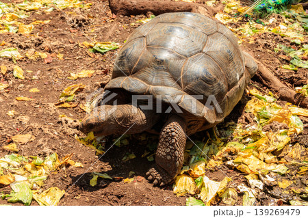 Aldabra giant tortoise on Prison island, Zanzibar in Tanzania Aldabra giant tortoise on Prison island, Zanzibar in Tanzania 139269479