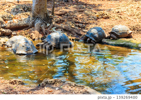 Aldabra giant tortoises on Prison island, Zanzibar in Tanzania Aldabra giant tortoises on Prison island, Zanzibar in Tanzania 139269480