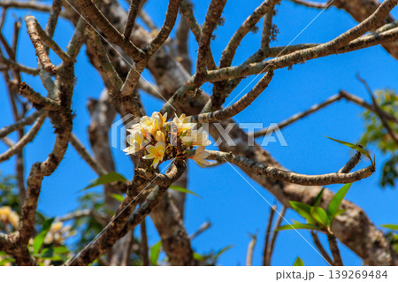 Beautiful blooming Plumeria tree, also known as Frangipani and Temple tree Beautiful blooming Plumeria tree, also known as Frangipani and Temple tree 139269484