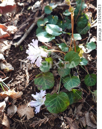 小岩うちわの可憐な花 小岩うちわの可憐な花 139269623