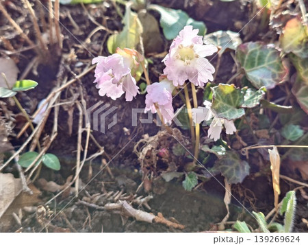 小さなピンクの小岩うちわ花 小さなピンクの小岩うちわ花 139269624