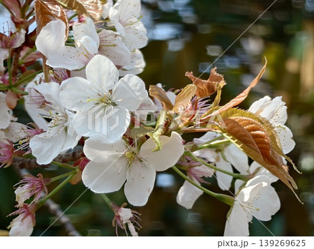 桜の花びら 桜の花びら 139269625