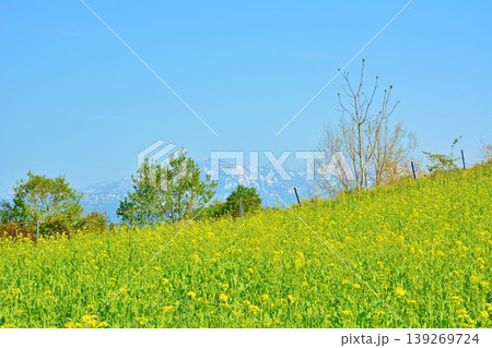 早春の菜の花咲く小千谷山本山高原・残雪の越後三山山並み 早春の菜の花咲く小千谷山本山高原・残雪の越後三山山並み 139269724