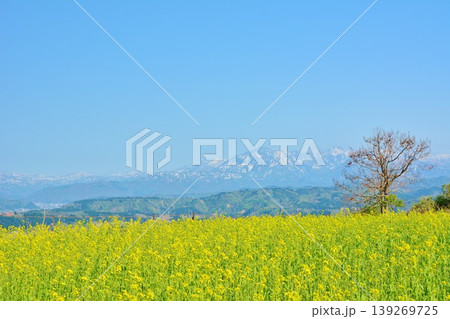 早春の菜の花咲く小千谷山本山高原・残雪の越後三山山並み 早春の菜の花咲く小千谷山本山高原・残雪の越後三山山並み 139269725