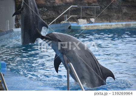 愛知 水族館 イルカ 名古屋港水族館 愛知 水族館 イルカ 名古屋港水族館 139269964