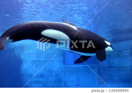 愛知 水族館 シャチ 名古屋港水族館 愛知 水族館 シャチ 名古屋港水族館 139269993