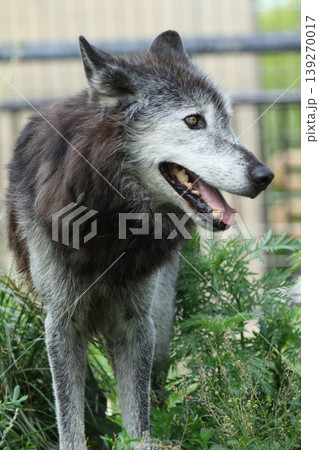 横顔のオオカミ 警戒する野生動物 グレーウルフの表情 横顔のオオカミ 警戒する野生動物 グレーウルフの表情 139270017