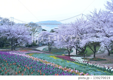 山口 チューリップ 火の山公園 トルコチューリップ園 火の山公園トルコチューリップ園 桜 山口 チューリップ 火の山公園 トルコチューリップ園 火の山公園トルコチューリップ園 桜 139270019