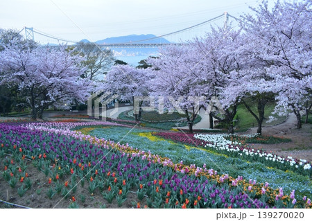 山口 チューリップ 火の山公園 トルコチューリップ園 火の山公園トルコチューリップ園 桜 山口 チューリップ 火の山公園 トルコチューリップ園 火の山公園トルコチューリップ園 桜 139270020