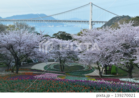 山口 チューリップ 火の山公園 トルコチューリップ園 火の山公園トルコチューリップ園 桜 山口 チューリップ 火の山公園 トルコチューリップ園 火の山公園トルコチューリップ園 桜 139270021