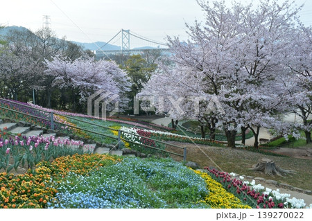 山口 チューリップ 火の山公園 トルコチューリップ園 火の山公園トルコチューリップ園 桜 山口 チューリップ 火の山公園 トルコチューリップ園 火の山公園トルコチューリップ園 桜 139270022