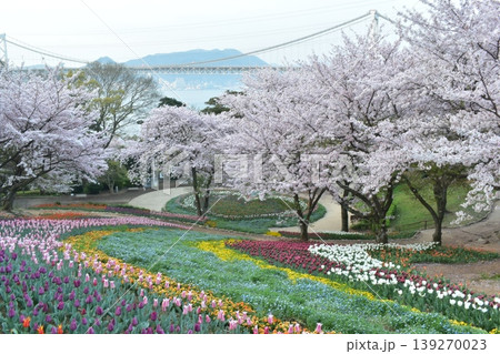 山口 チューリップ 火の山公園 トルコチューリップ園 火の山公園トルコチューリップ園 桜 山口 チューリップ 火の山公園 トルコチューリップ園 火の山公園トルコチューリップ園 桜 139270023