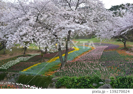 山口 チューリップ 火の山公園 トルコチューリップ園 火の山公園トルコチューリップ園 桜 山口 チューリップ 火の山公園 トルコチューリップ園 火の山公園トルコチューリップ園 桜 139270024
