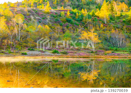 弓池の水面に映る鮮やかな紅葉 志賀草津高原ルートの美しい水鏡 139270039