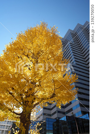紅葉した銀杏の木とその後ろに高層ビルが並んでいる新宿の風景 139270050
