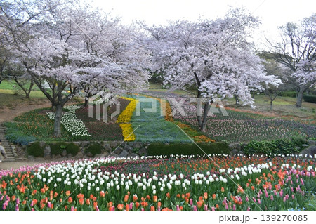 山口 チューリップ 火の山公園 トルコチューリップ園 火の山公園トルコチューリップ園 桜 山口 チューリップ 火の山公園 トルコチューリップ園 火の山公園トルコチューリップ園 桜 139270085