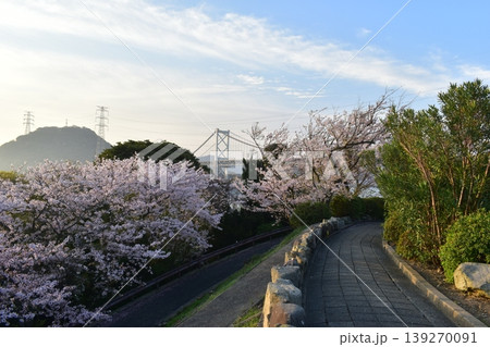 山口 チューリップ 火の山公園 トルコチューリップ園 火の山公園トルコチューリップ園 桜 山口 チューリップ 火の山公園 トルコチューリップ園 火の山公園トルコチューリップ園 桜 139270091