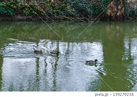 Ducks swimming in river Oxford England nature. Ducks swimming in river Oxford England nature. 139270238
