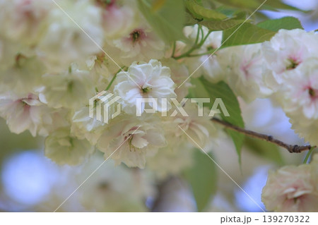 須磨浦普賢象　緑色の花をつける桜　スマウラフゲンゾウ 139270322