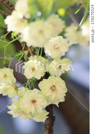 須磨浦普賢象　緑色の花をつける桜　スマウラフゲンゾウ 139270324