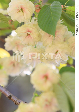 須磨浦普賢象　緑色の花をつける桜　スマウラフゲンゾウ 139270325