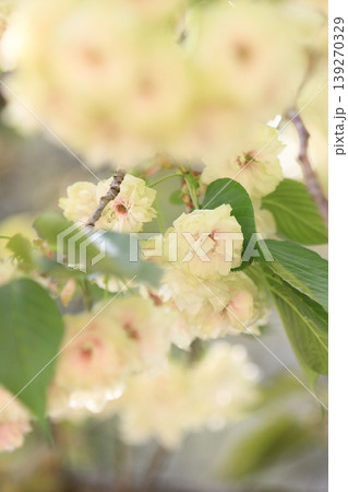 須磨浦普賢象 緑色の花をつける桜 スマウラフゲンゾウ 須磨浦普賢象 緑色の花をつける桜 スマウラフゲンゾウ 139270329