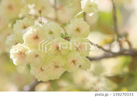 須磨浦普賢象　緑色の花をつける桜　スマウラフゲンゾウ 139270333