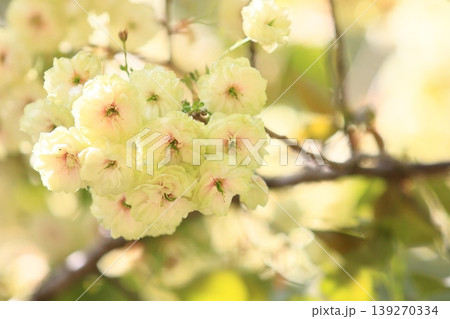 須磨浦普賢象　緑色の花をつける桜　スマウラフゲンゾウ 139270334