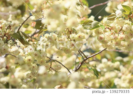 須磨浦普賢象　緑色の花をつける桜　スマウラフゲンゾウ 139270335