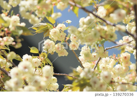 須磨浦普賢象　緑色の花をつける桜　スマウラフゲンゾウ 139270336