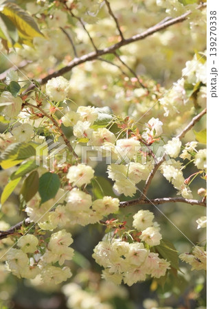 須磨浦普賢象　緑色の花をつける桜　スマウラフゲンゾウ 139270338