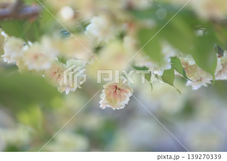 須磨浦普賢象　緑色の花をつける桜　スマウラフゲンゾウ 139270339