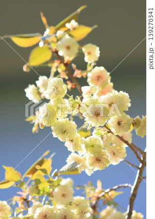 須磨浦普賢象　緑色の花をつける桜　スマウラフゲンゾウ 139270341