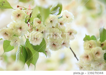 須磨浦普賢象　緑色の花をつける桜　スマウラフゲンゾウ 139270344