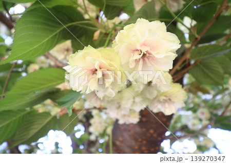 須磨浦普賢象　緑色の花をつける桜　スマウラフゲンゾウ 139270347