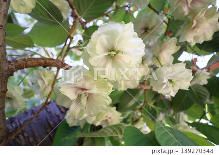 須磨浦普賢象　緑色の花をつける桜　スマウラフゲンゾウ 139270348