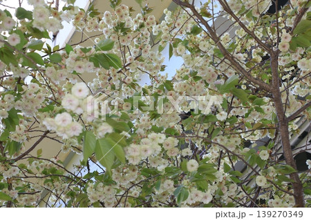 須磨浦普賢象 緑色の花をつける桜 スマウラフゲンゾウ 須磨浦普賢象 緑色の花をつける桜 スマウラフゲンゾウ 139270349