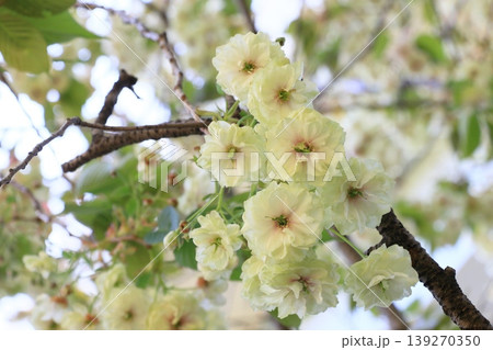 須磨浦普賢象　緑色の花をつける桜　スマウラフゲンゾウ 139270350